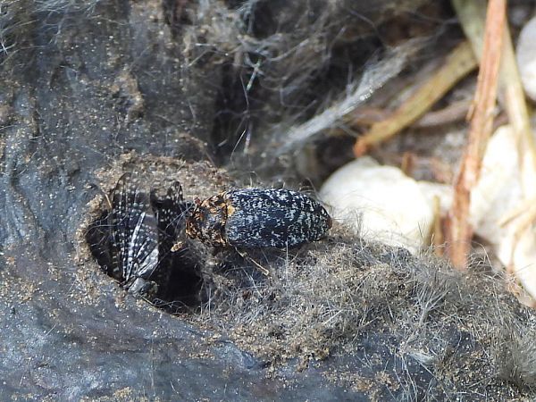 Dermestes undulatus  - Mirko Tomasi