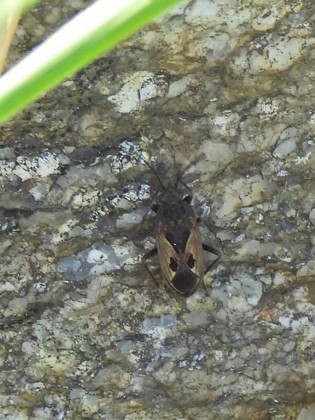 Rhyparochromus phoeniceus  - Mirko Tomasi