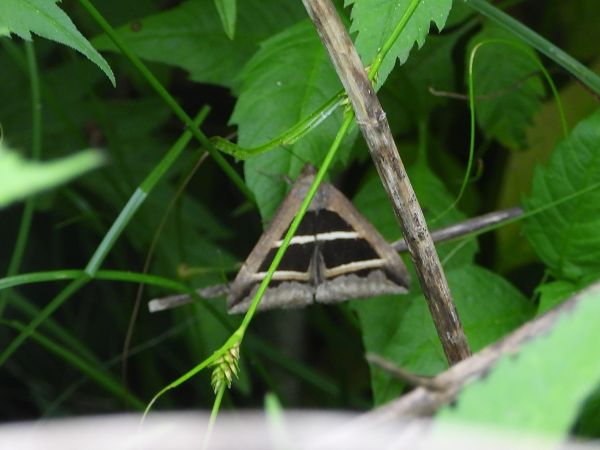 Grammodes bifasciata  - Mirko Tomasi