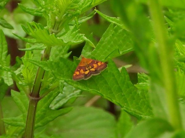 Pyrausta purpuralis  - Mirko Tomasi