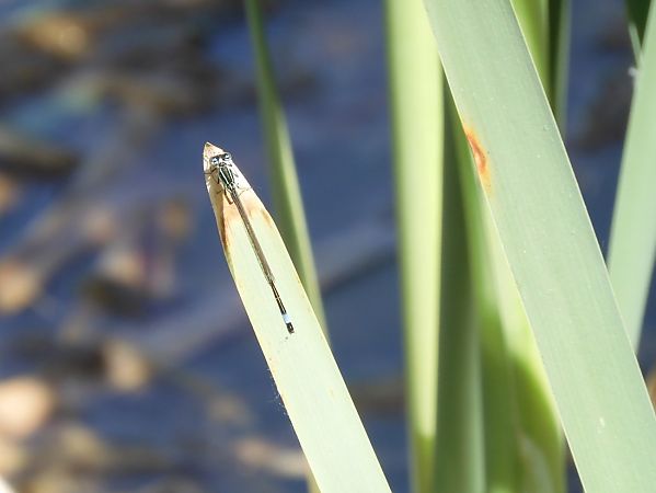 Ischnura elegans  - Maria Rita Gelso