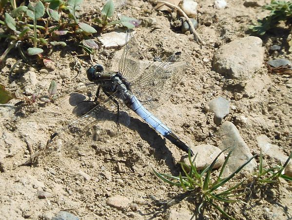 Orthetrum albistylum  - Maria Rita Gelso