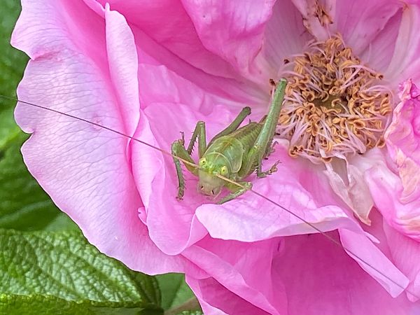 Tettigonia viridissima  - Maria Rita Gelso