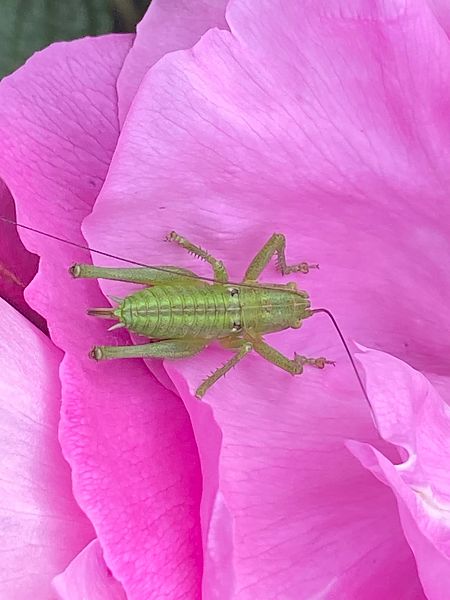 Tettigonia viridissima  - Maria Rita Gelso