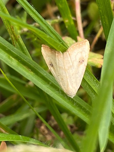 Rivula sericealis  - Maria Rita Gelso