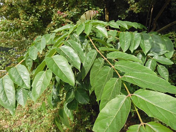 Ailanthus altissima  - Maria Rita Gelso