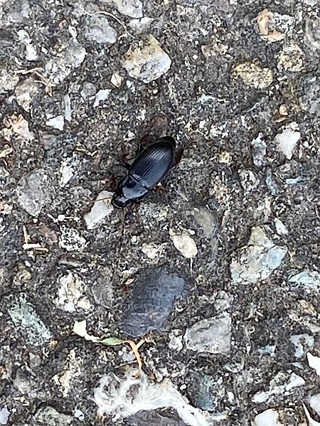 Harpalus tardus  - Maria Rita Gelso