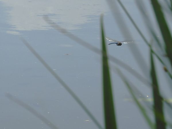 Anax imperator  - Maria Rita Gelso
