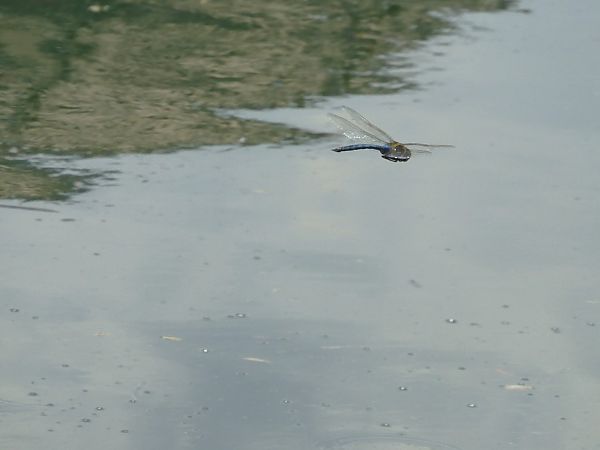 Anax imperator  - Maria Rita Gelso
