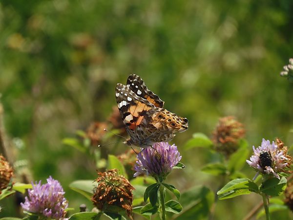 Vanessa cardui  - Maria Rita Gelso