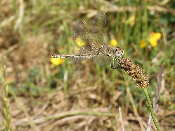 Sympetrum fonscolombei  - Maria Rita Gelso