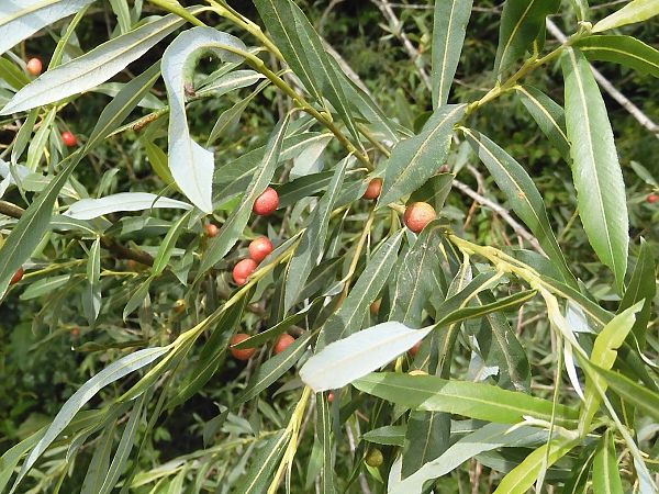 Euura sp.  - Maria Rita Gelso