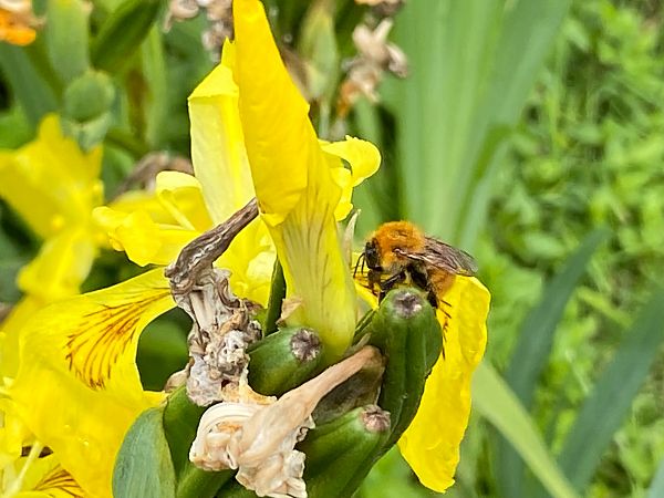 Bombus pascuorum  - Maria Rita Gelso