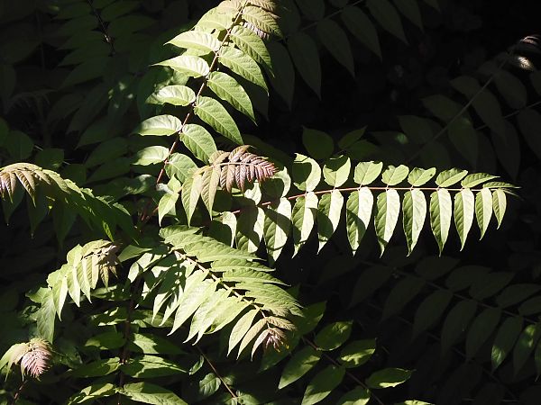 Ailanthus altissima  - Maria Rita Gelso