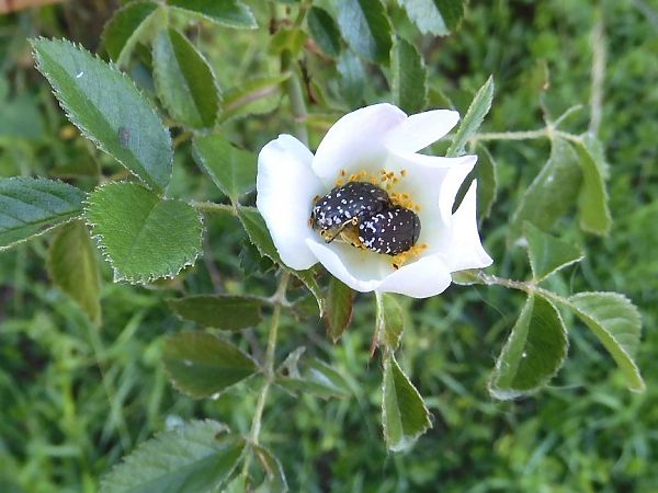 Oxythyrea funesta  - Maria Rita Gelso