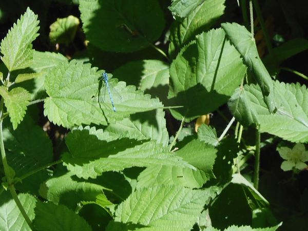 Coenagrion puella  - Maria Rita Gelso