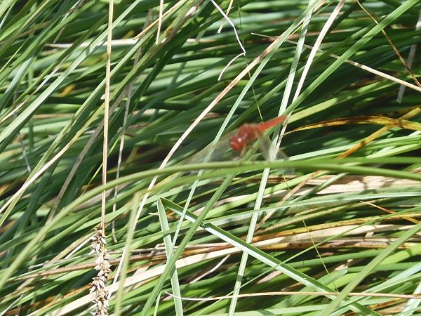 Crocothemis erythraea  - Maria Rita Gelso