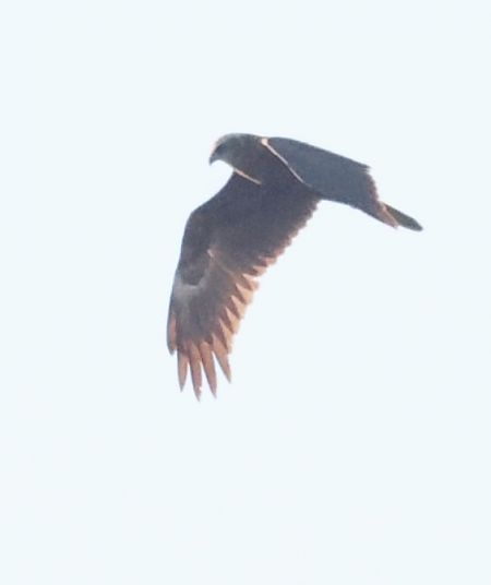 Falco di palude  - Horand Maier