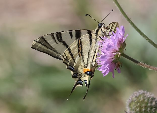 Iphiclides podalirius  - Horand Maier