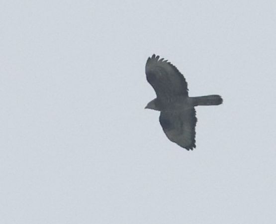 Falco pecchiaiolo  - Horand Maier