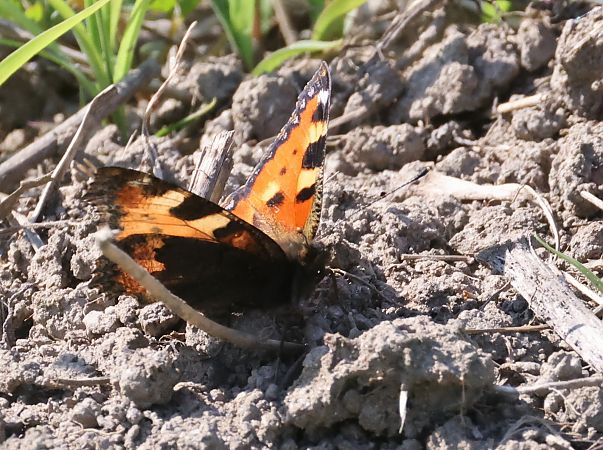 Small Tortoiseshell  - Horand Maier
