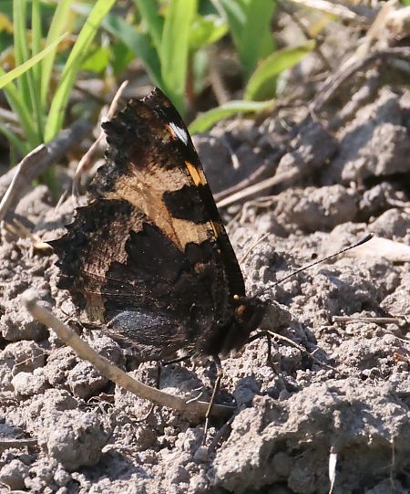 Aglais urticae  - Horand Maier