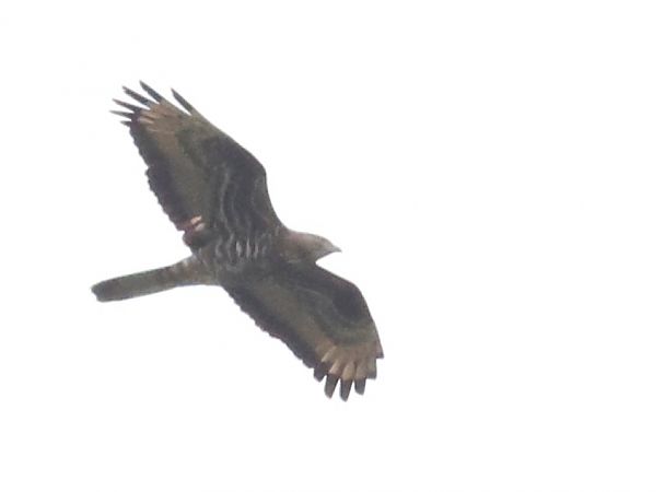 Falco pecchiaiolo  - Horand Maier