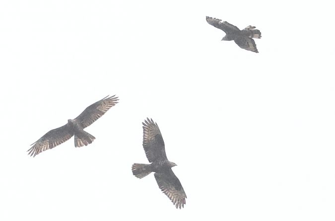 Falco pecchiaiolo  - Horand Maier