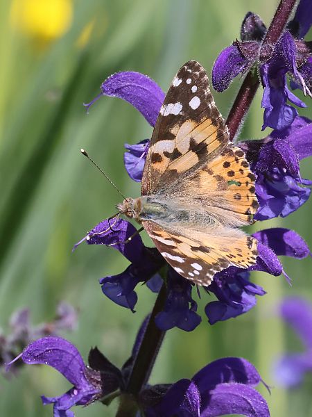 Vanessa cardui  - Horand Maier