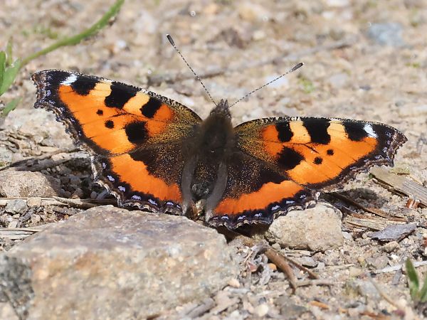 Aglais urticae  - Horand Maier