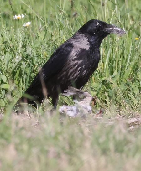 Ibrido Cornacchia nera x grigia  - Horand Maier
