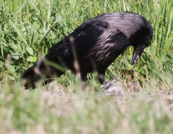 Ibrido Cornacchia nera x grigia  - Horand Maier