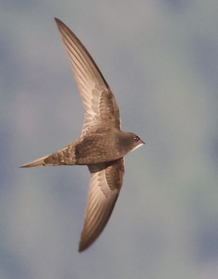 Common Swift  - Horand Maier