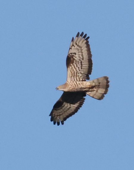 Falco pecchiaiolo  - Horand Maier