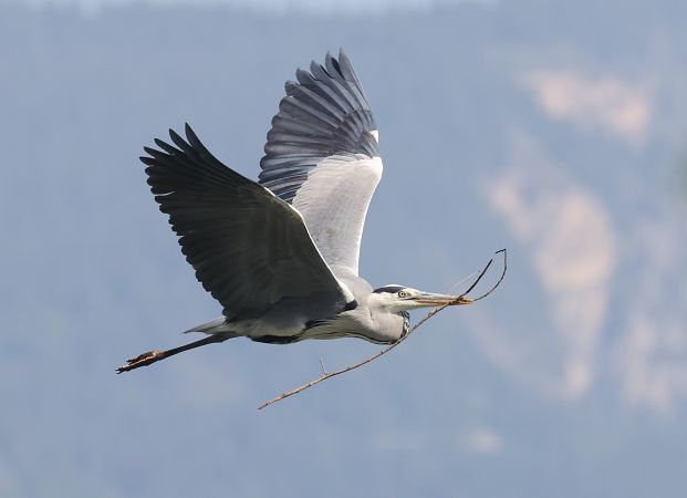 Airone cenerino  - Horand Maier
