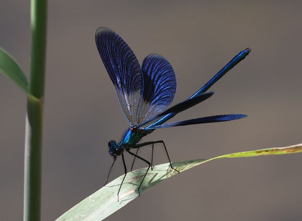 Calopteryx splendens  - Horand Maier