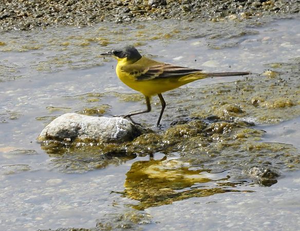 Cutrettola caposcuro (ssp. thunbergi)  - Simona Inaudi