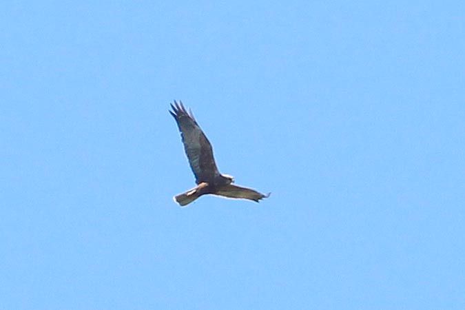 Falco di palude  - Markus Ehrengruber