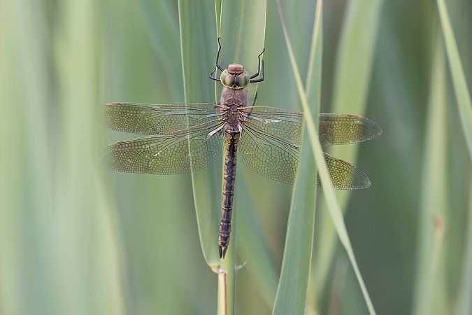 Anax parthenope  - Lorenzo Maffezzoli