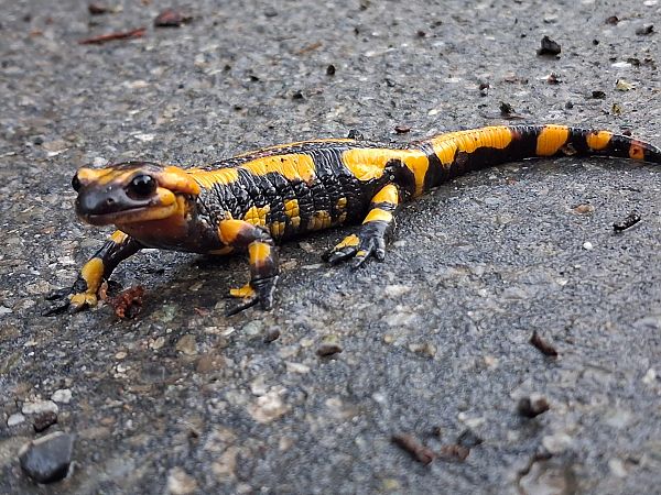 Salamandra pezzata  - Anonimo