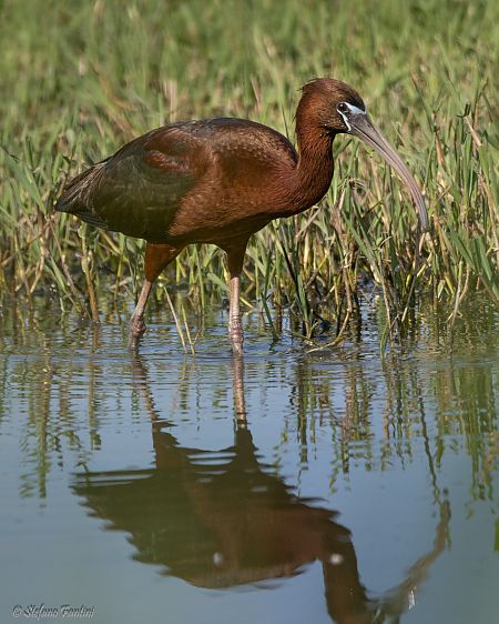 Glossy Ibis  - Stefano Fantini