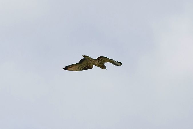 Falco pecchiaiolo  - Dome Niko