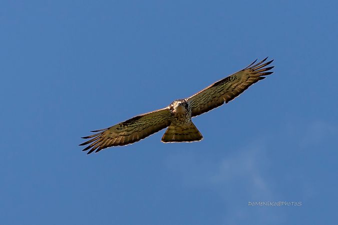 Falco pecchiaiolo  - Dome Niko