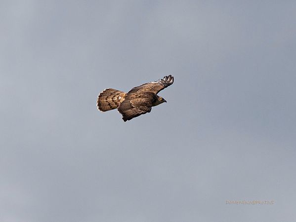 Falco pecchiaiolo  - Dome Niko