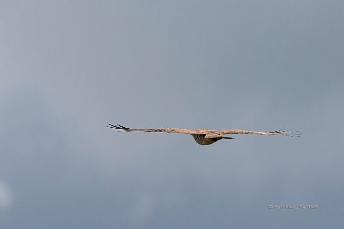 Falco pecchiaiolo  - Dome Niko