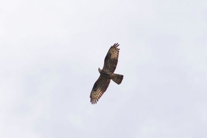 Falco pecchiaiolo  - Dome Niko