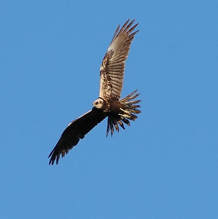 Falco di palude  - Marco Esposito