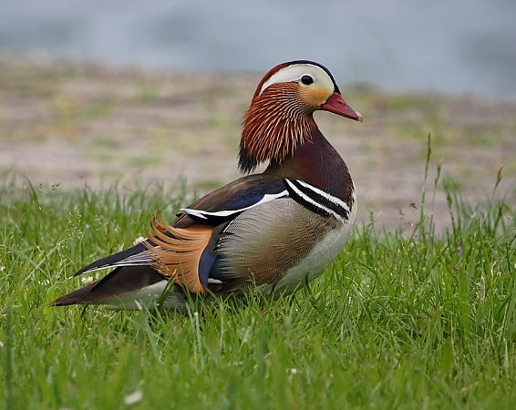 Anatra mandarina  - Marco Esposito