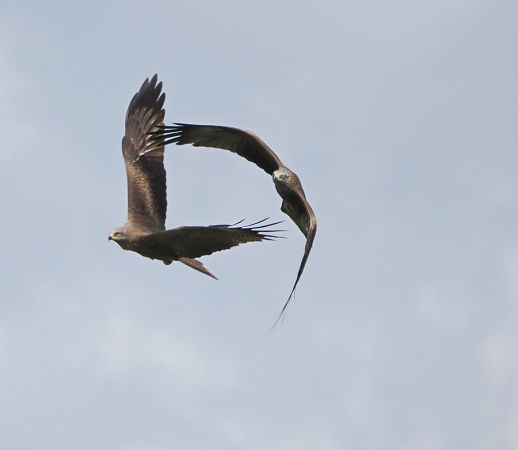 Black Kite  - Marco Esposito