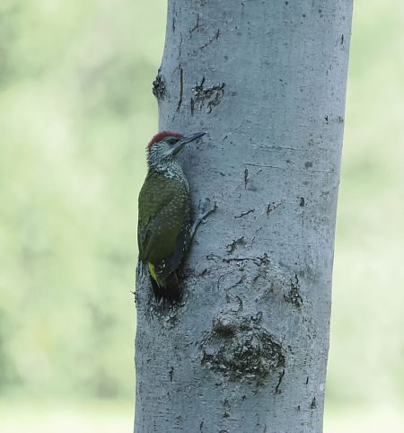 Picchio verde  - Marco Esposito